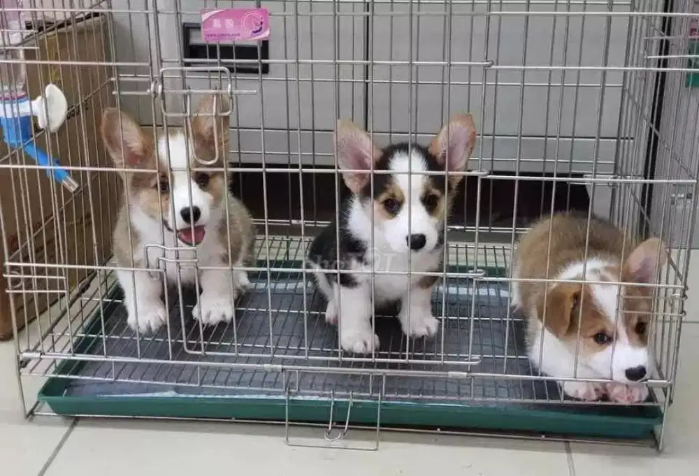 ANJING CORGI CEBOL LUCU