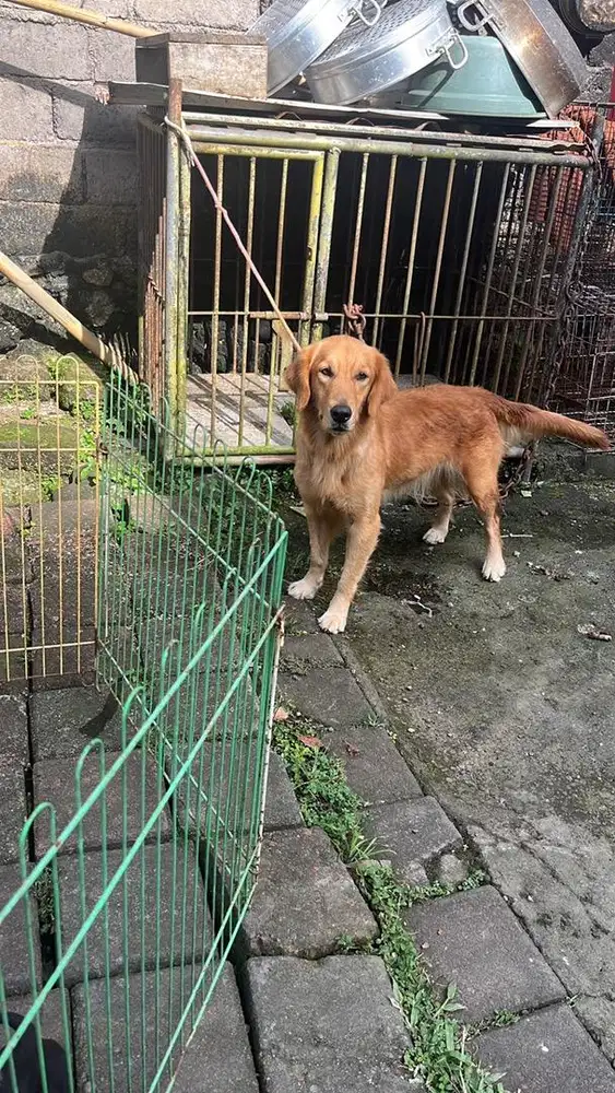 golden betina 12 bulan