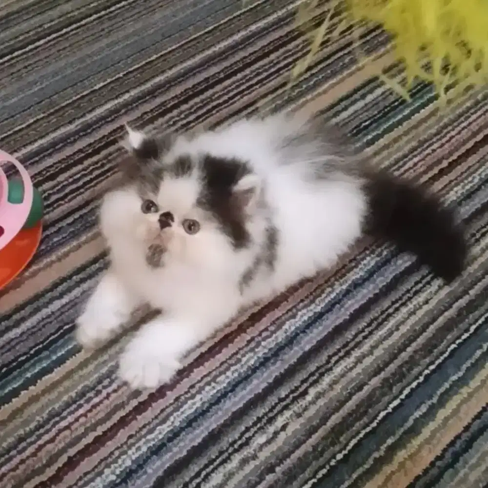 Kucing Persia Peaknose Betina Panda