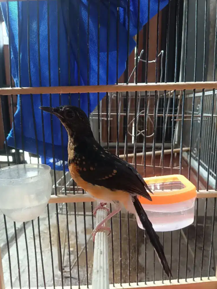 Trotol Murai Batu Trah Prestasi