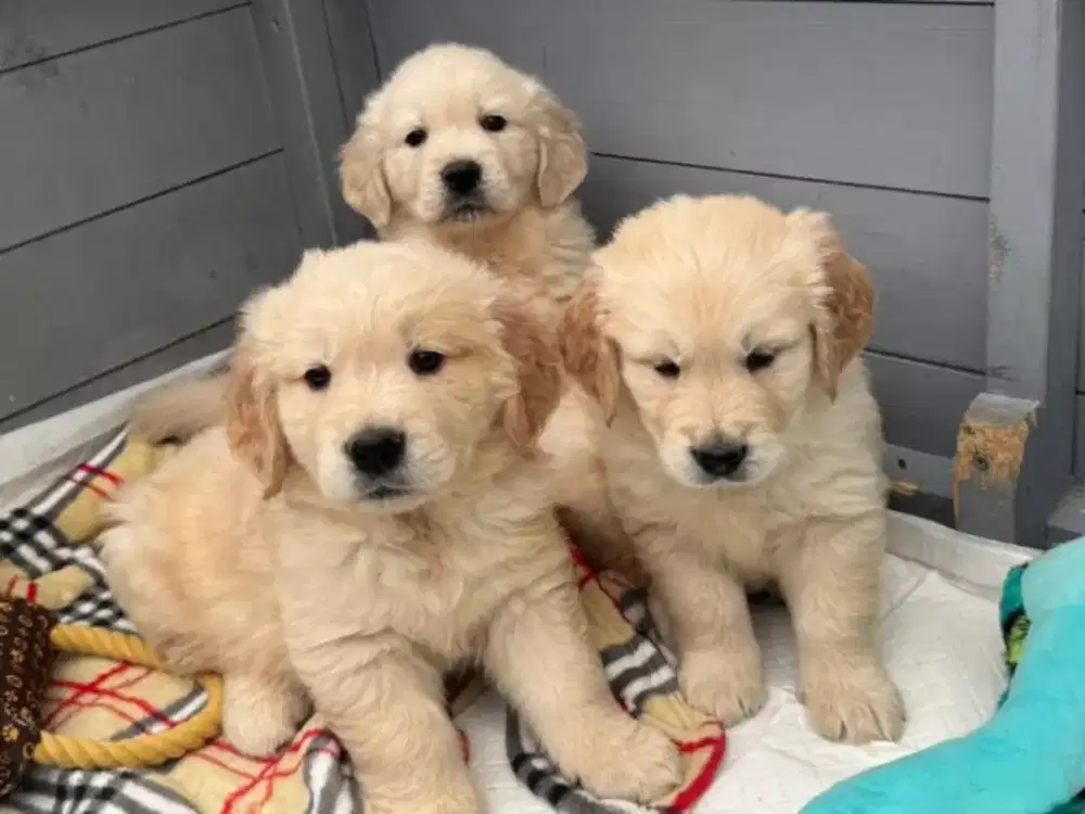 ANJING GOLDEN RETRIEVER BULU TEBAL DAN LUCU