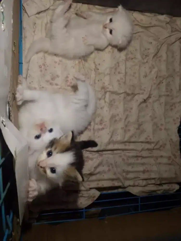 Jual kitten NS Munchkin dan Munchkin cebol