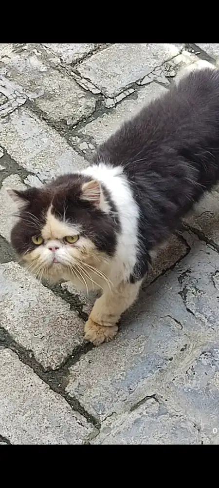 Kucing peaknose ganteng jantan 2.5 thn