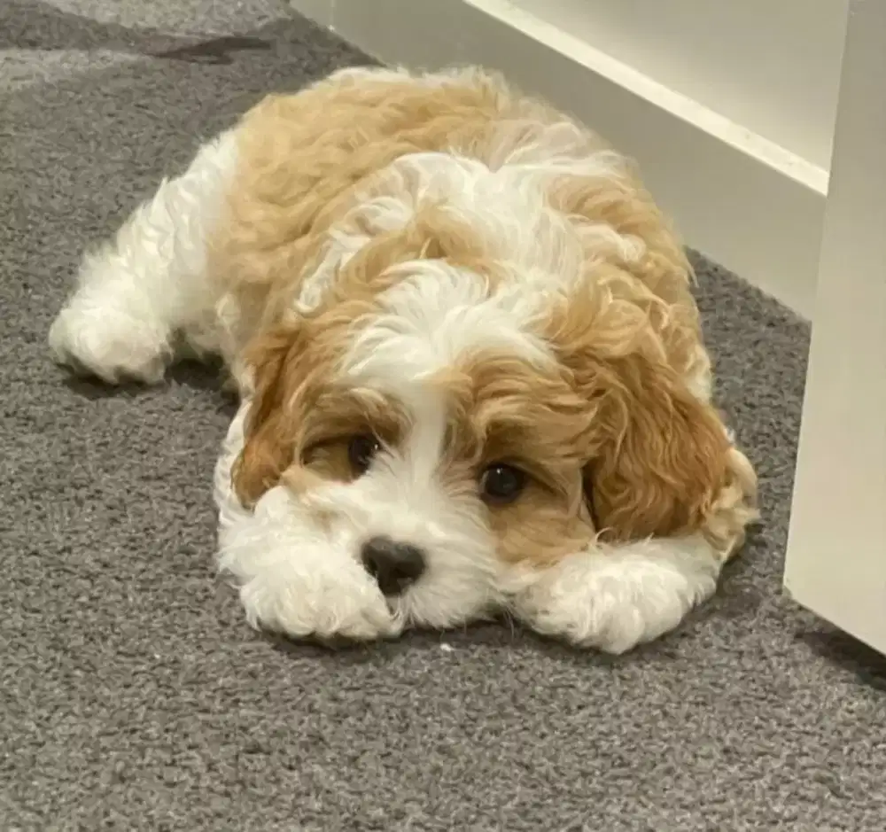 ANJING MALTIPO BULU KRIWIL DAN LUCU