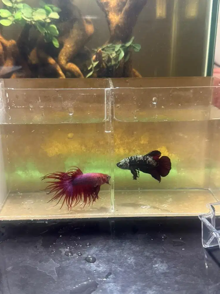 Cupang Cupang Cupang