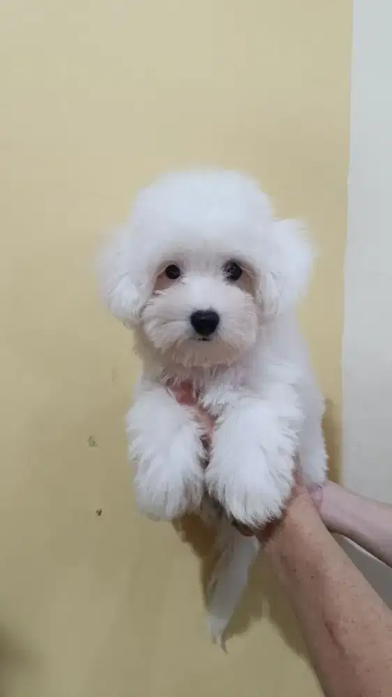 Jual Mini Bichon Frise Jantan Cucu Import Korea