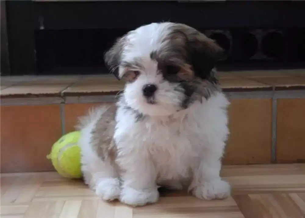 DIJUAL ANJING SIHTZU IMUT DAN LUCU