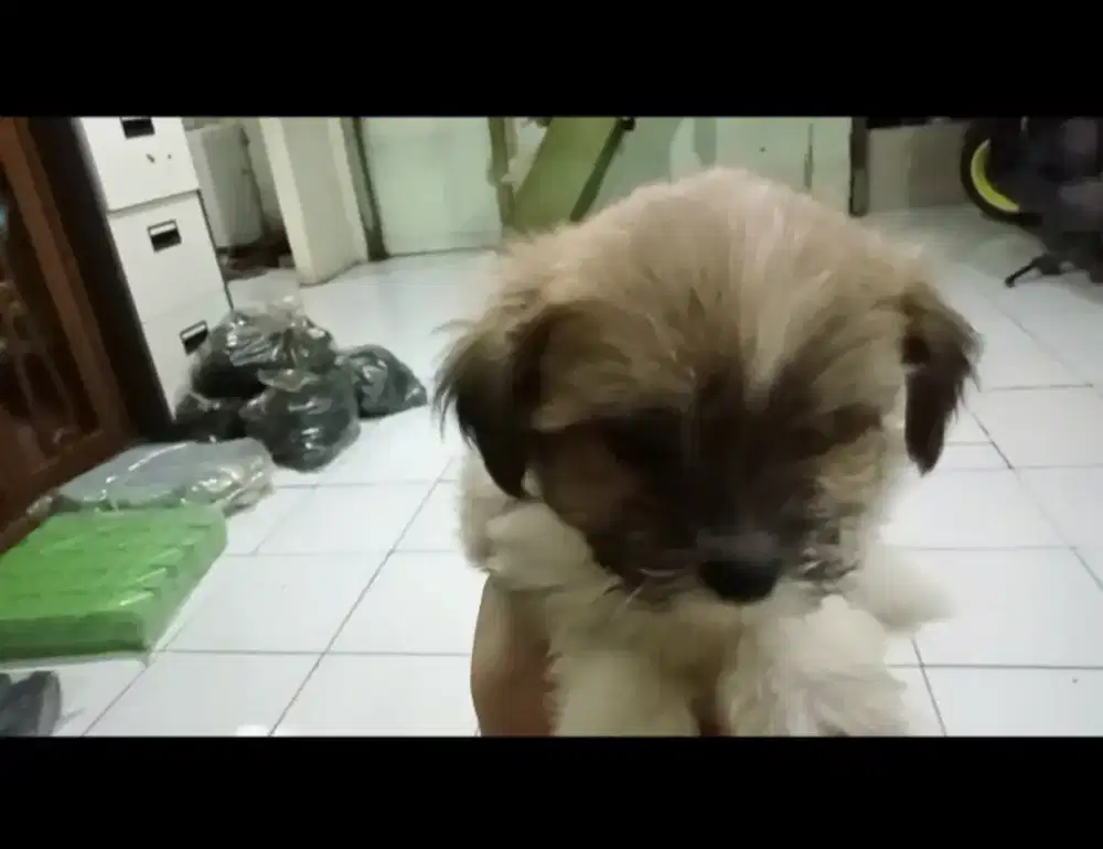 Baby Shitzu sehat dan lucu