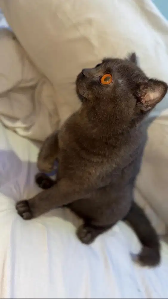 Bsh x scfold (choco) dan  bsh gray