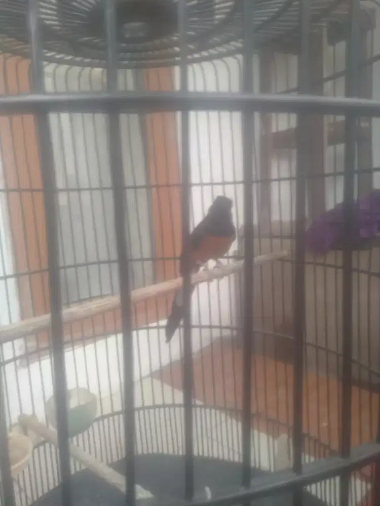 Murai batu peliharaan