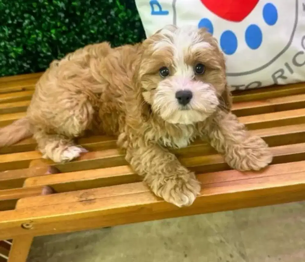 MALTIPOO BULU KRIWIL DAN LUCU