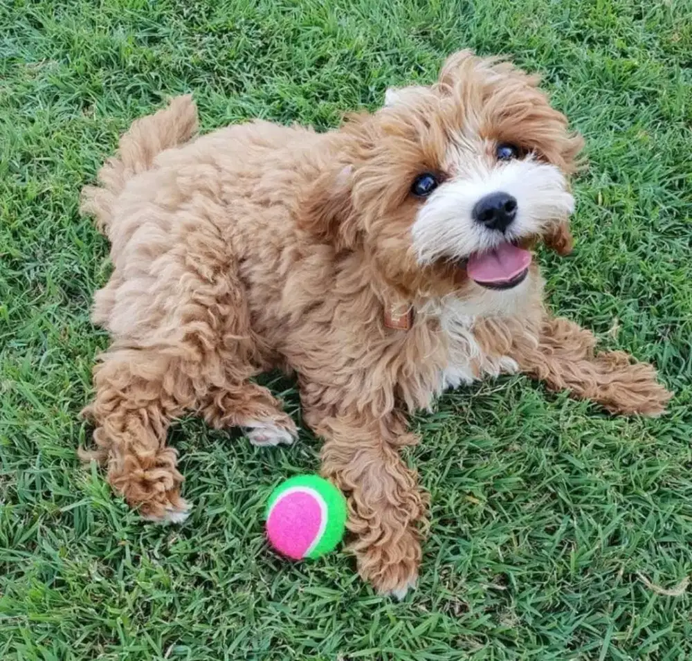 ANJING MALTIPO BULU KRIWIL LUCU