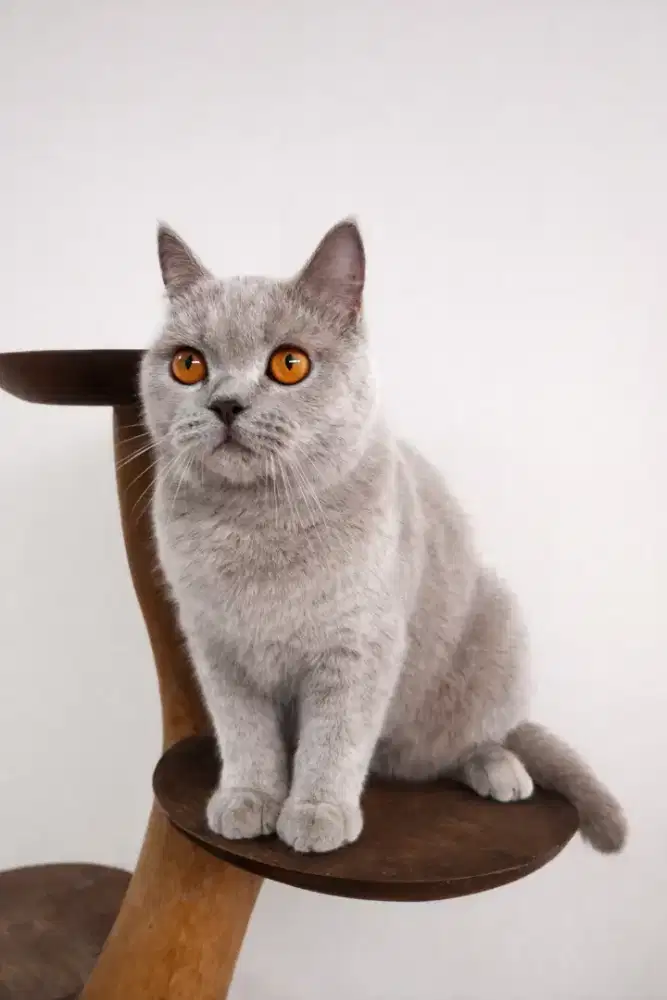 Kucing British Shorthair, Gemuk & Manja