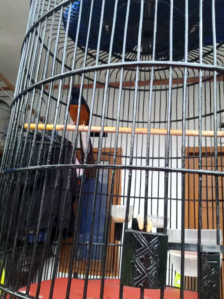 murai hutan bodi gede ekor lengkung