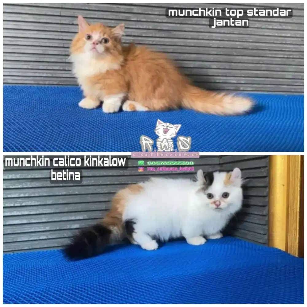 Kucing munchkin lucu gemoy