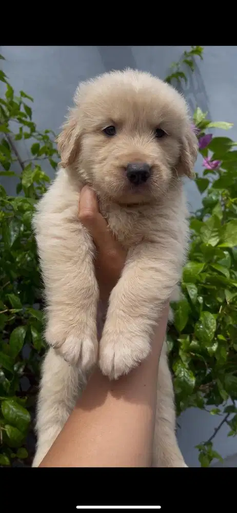 Puppy golden jantan stambum