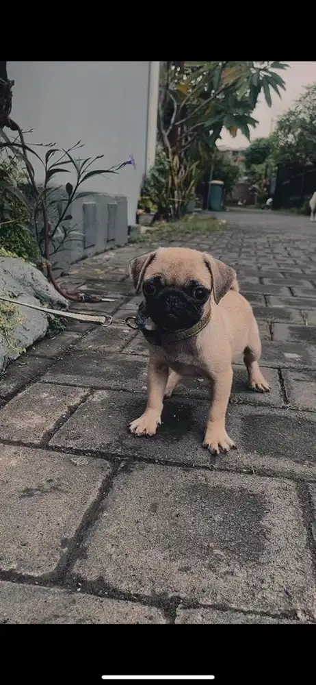 Puppy pug betina