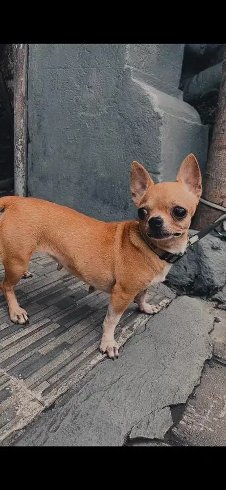 Indukan chihuahua murmer