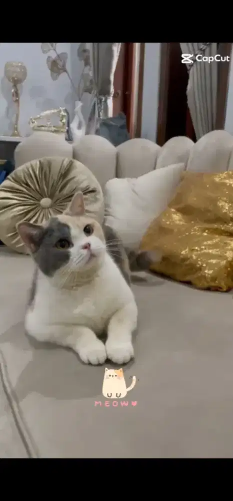 British shorthair callico / BSH line import callico