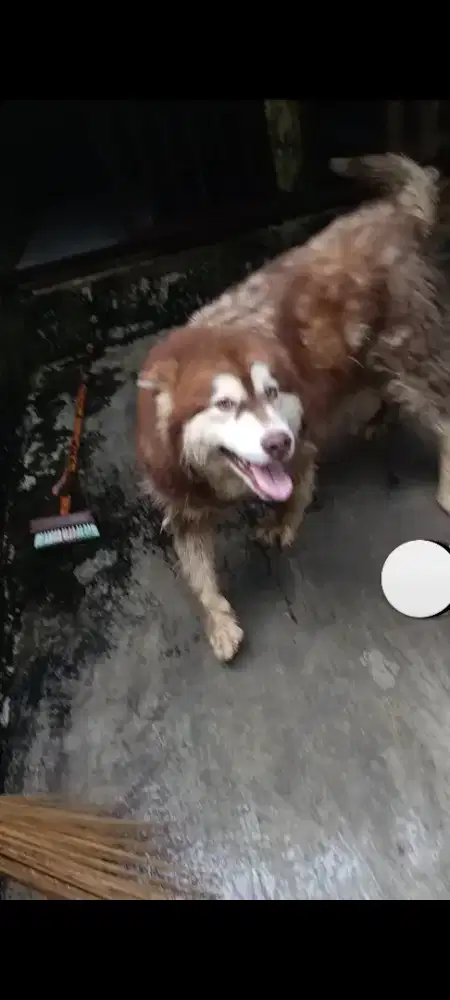 Alaska malamute indukan