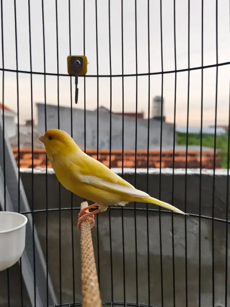 Kenari gacor warna kuning cerah