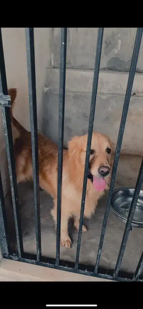 Indukan golden 2 tahun