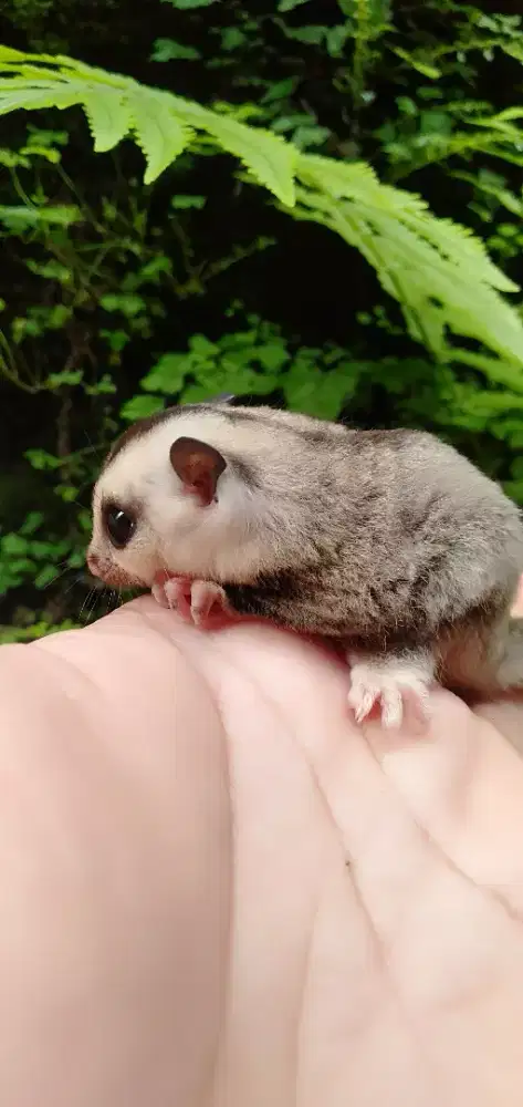 Sugar glider white face