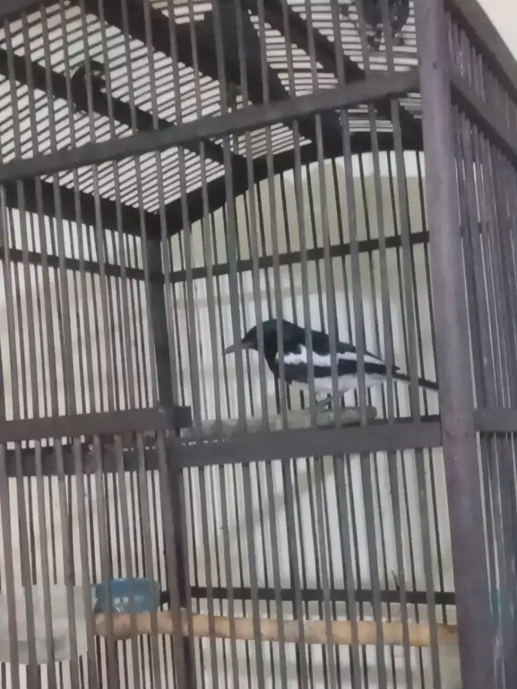 Kacer daput rajin Pur total fs mulus