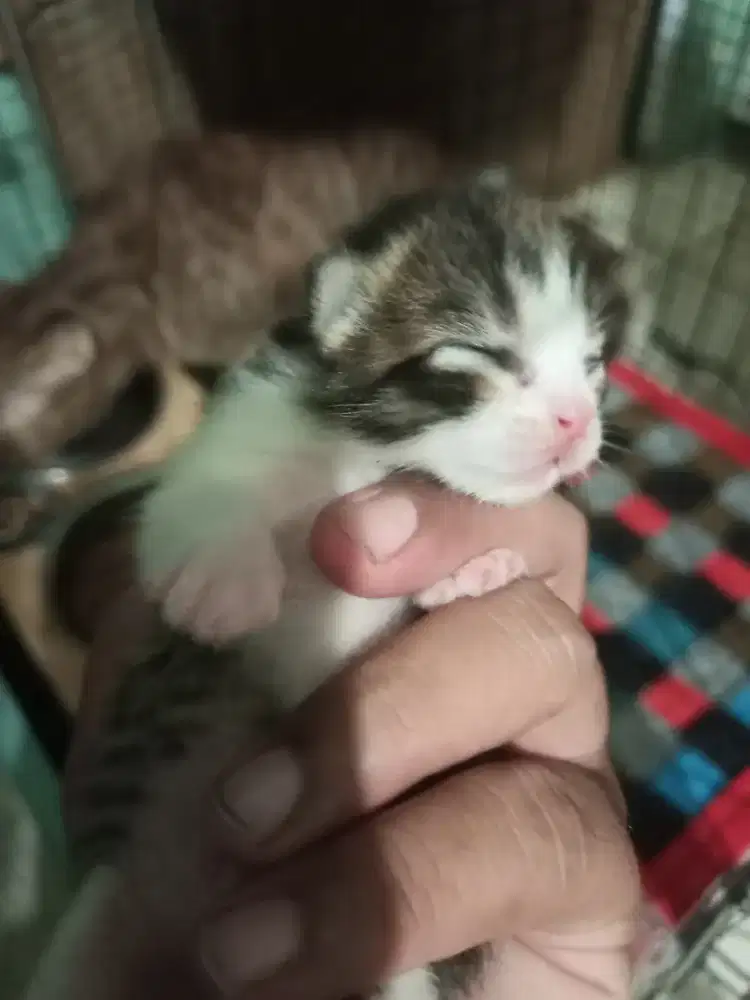 Kucing Scottish single fold indukan sepaket dengan anaknya 3 ekor