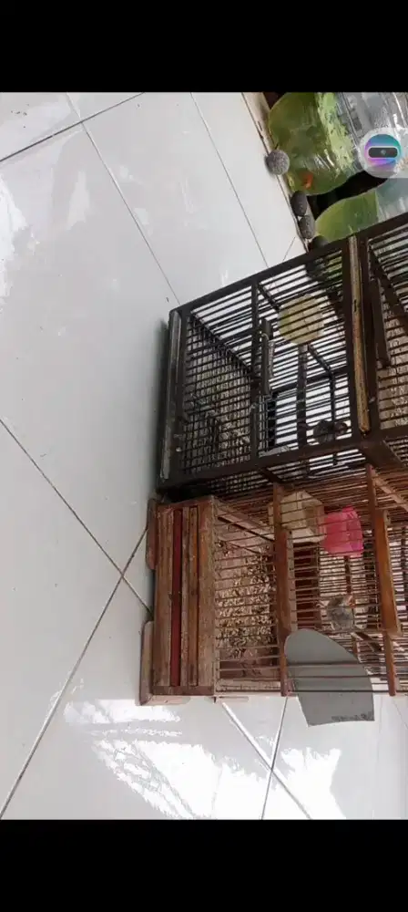 Amunisi prenjak abang gacoran