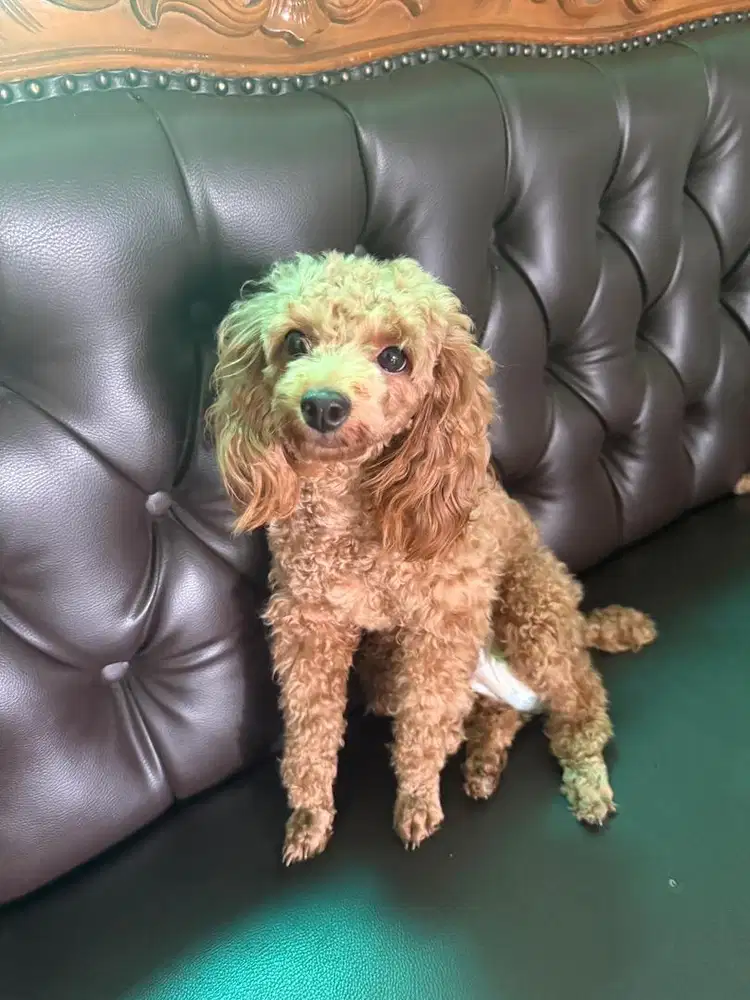 Poodle tiny betina 10 bulan