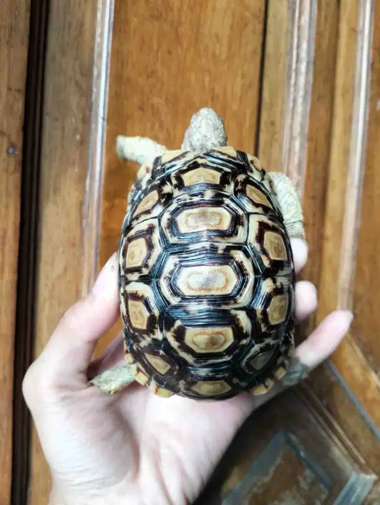 Kura pardalis size 9cm up