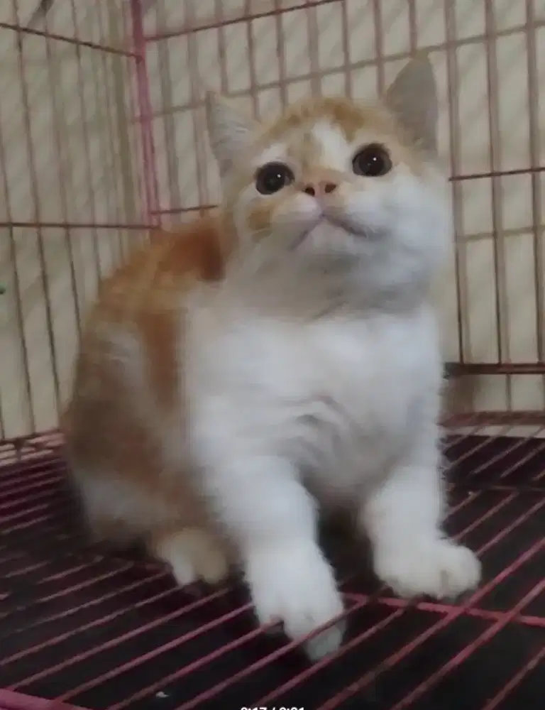 Kitten Munchkin BSH bico Red