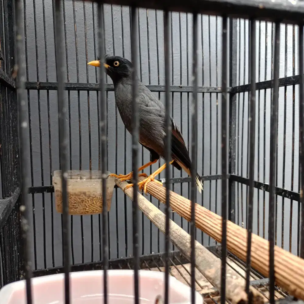 Jalak kebo fulset jual barter Lovebird