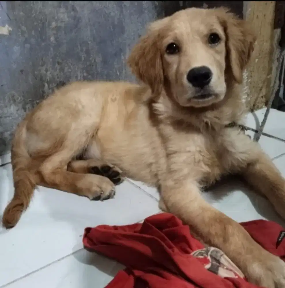 golden retriever jantan 3 bulan
