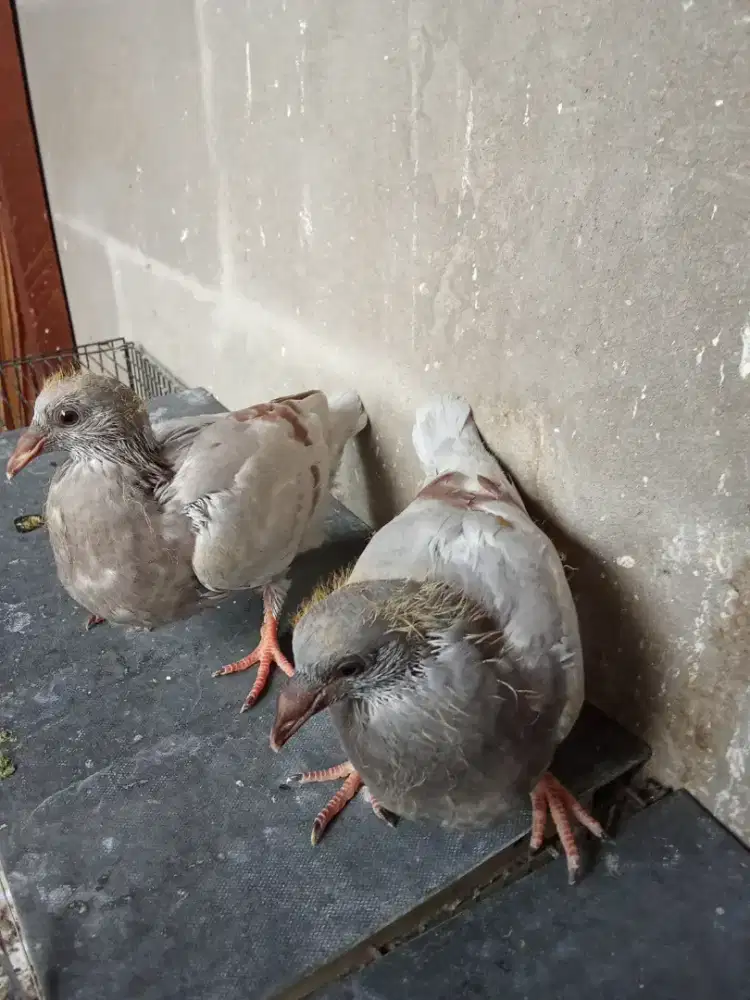 Piyik merpati pos LLB