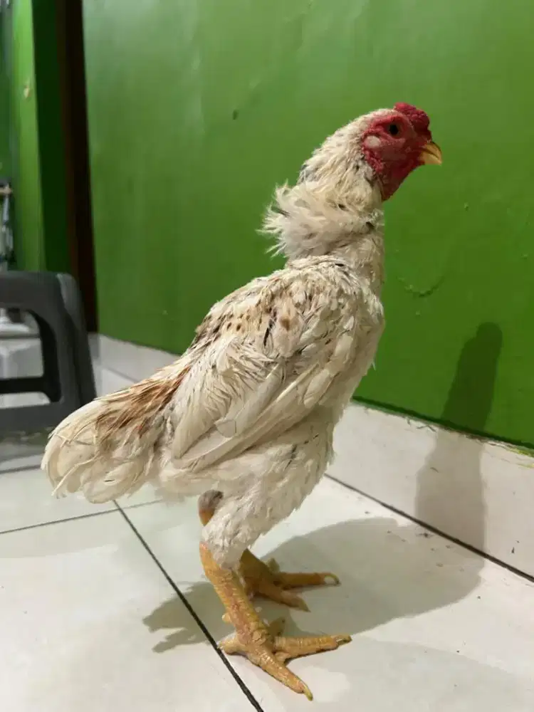 Ayam Ko Shamo Jantan 11bulan