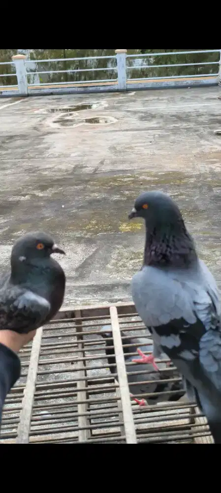 Burung dara sepasang