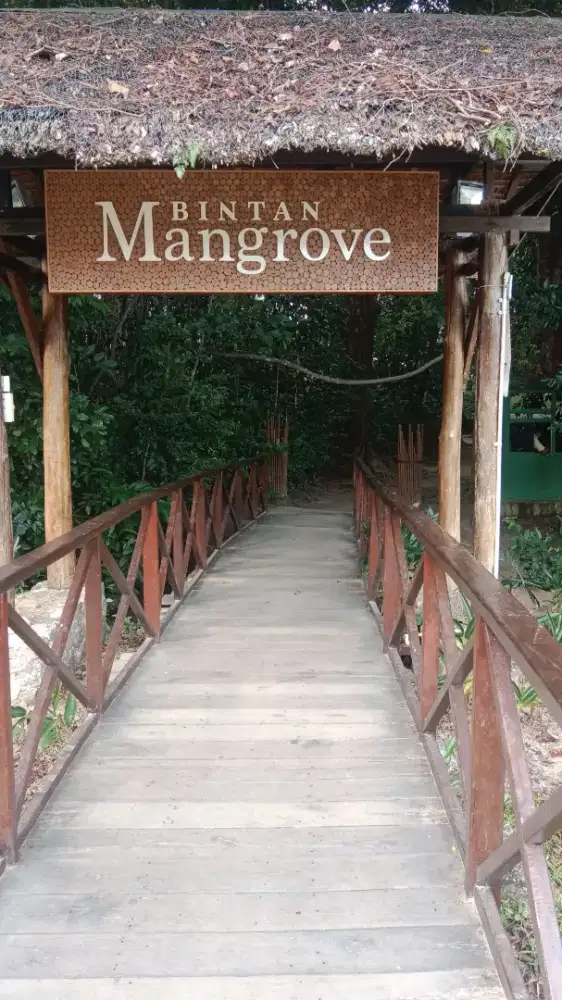 Bintan manggrove