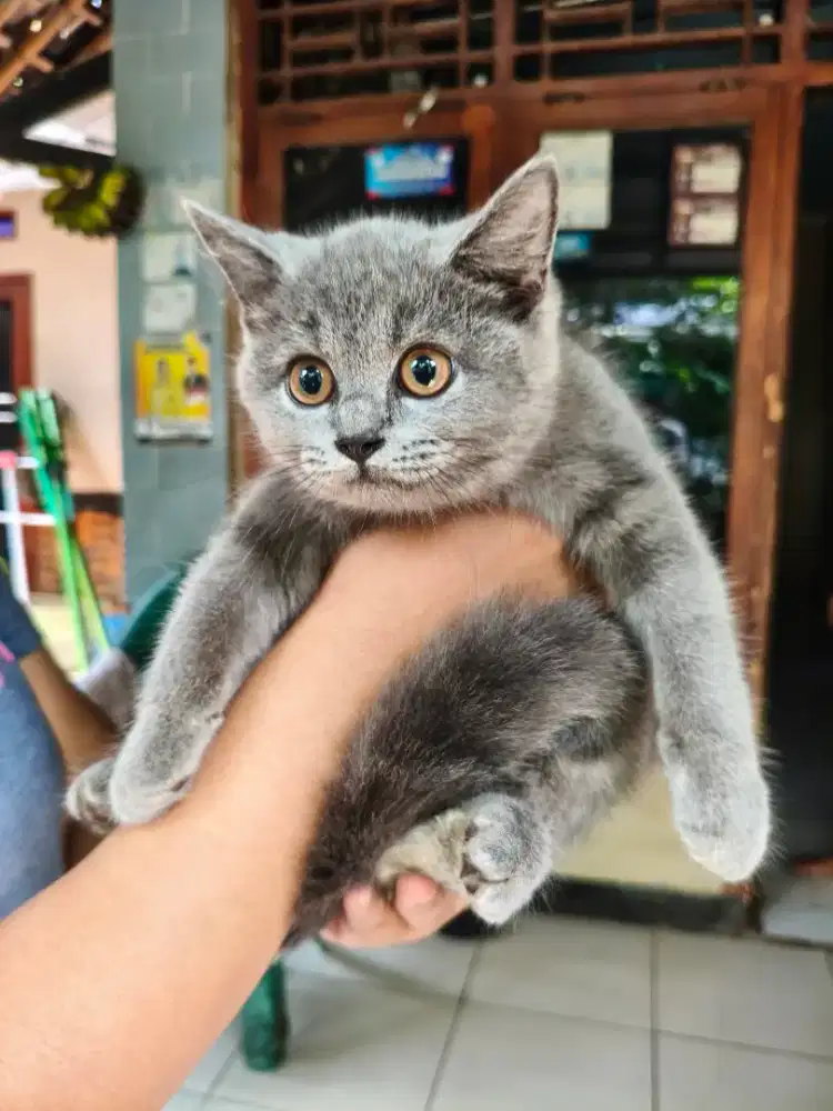 British shorthair jantan dan betina