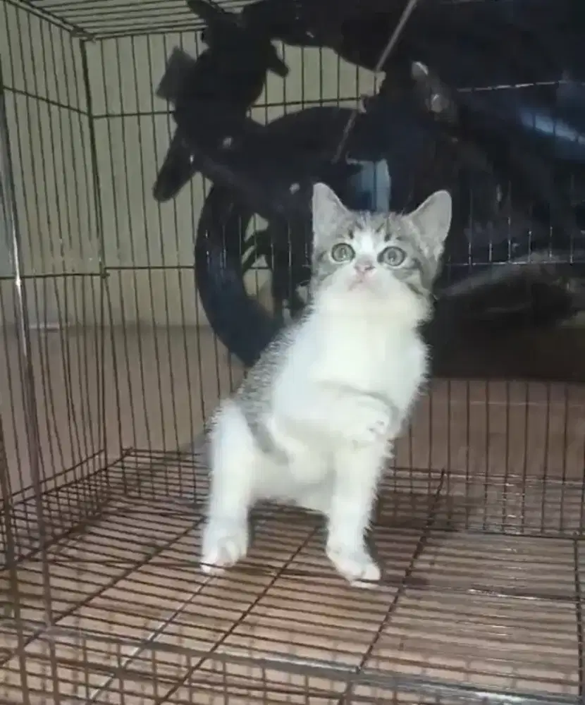 Kitten BSH Line cinamon murmer