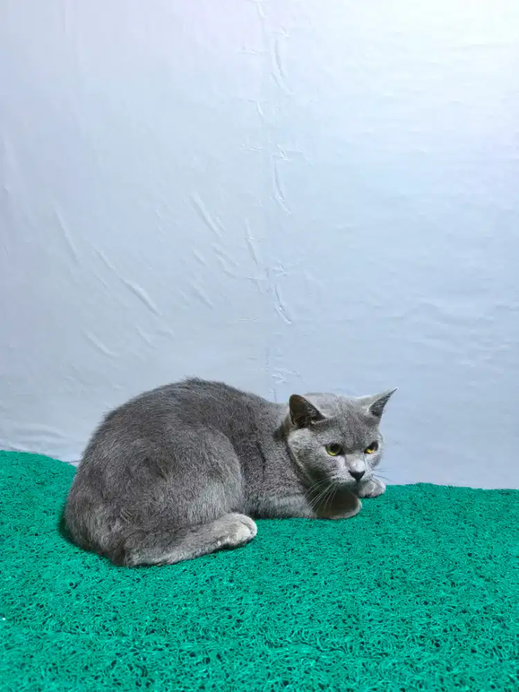 BSH Blue Solid Betina