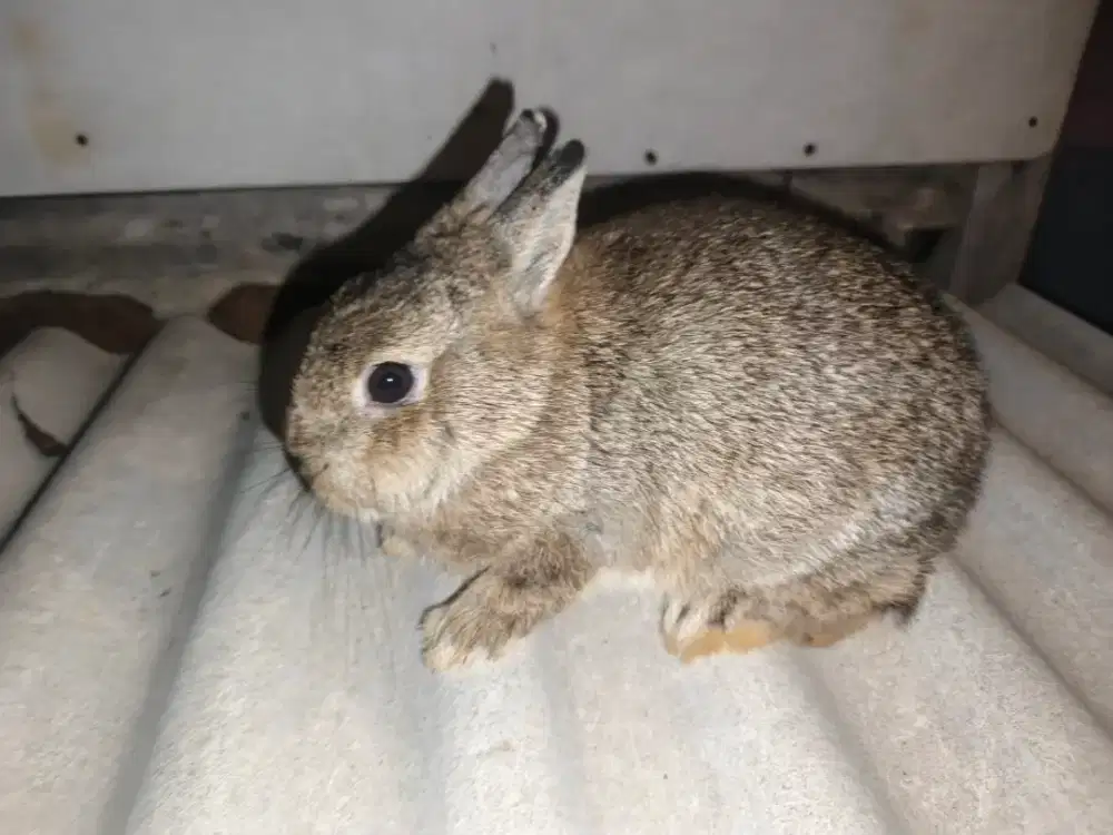 Kelinci Nd jantan 5 bulan