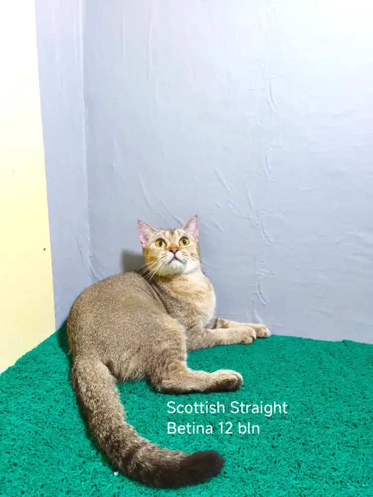 BSH x Scottish Straight