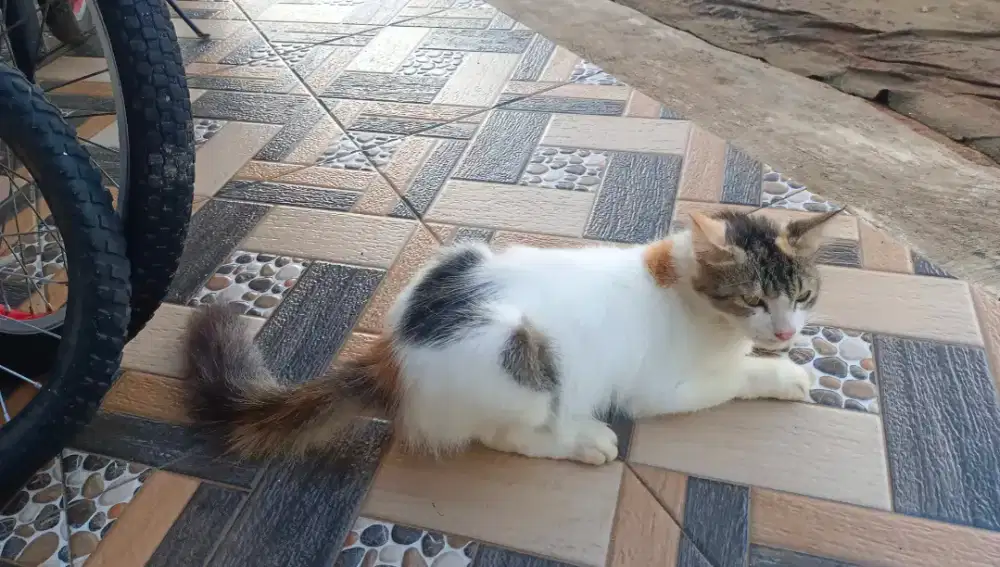 Kuncing betina silangan persia