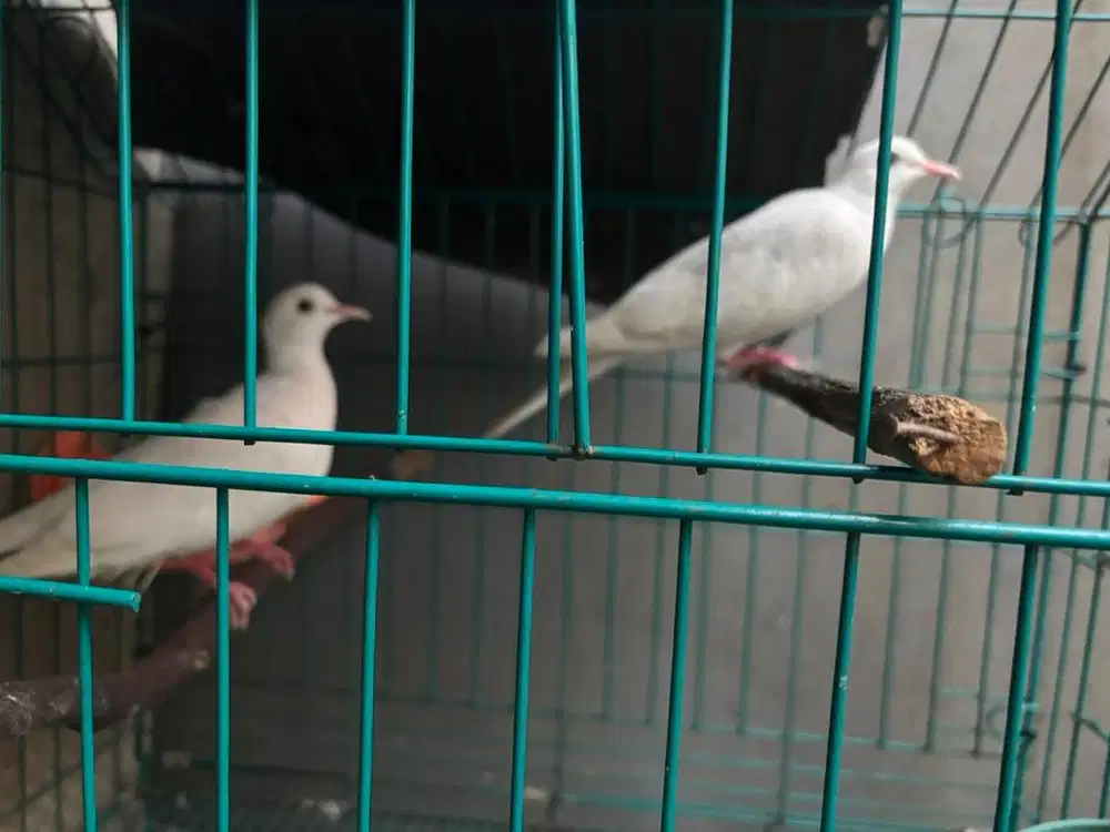 Puter Putih Sepasang