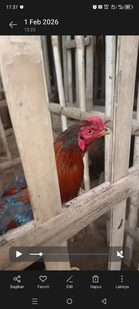 Jagoan pakoy usia skitar 8bln