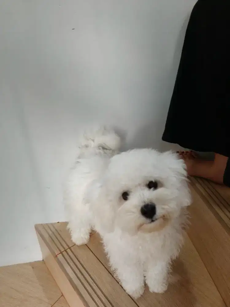 Fs Bichon usia 7 bulanan
