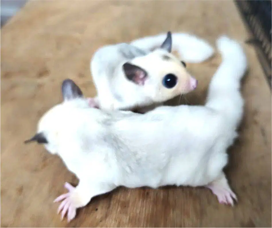 Sugar Glider sepasang jinak lucu sehat SG mosaik