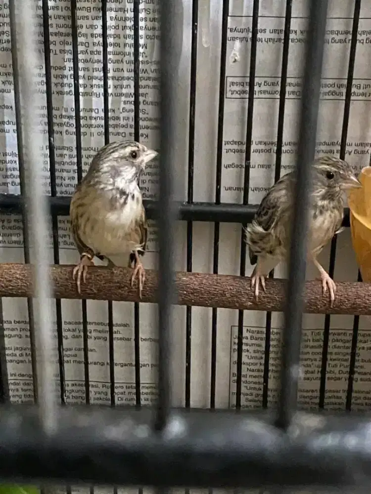 Sepasang burung blackthroat siap produksi